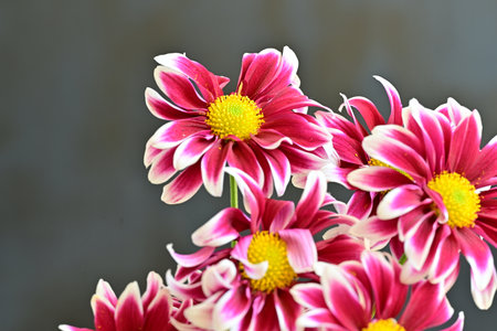 beautiful flower in the garden close up
