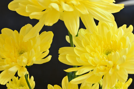 Yellow chrysanthemum flowers on black background, closeupの写真素材