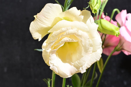Beautiful eustoma flowers on black background, close-up