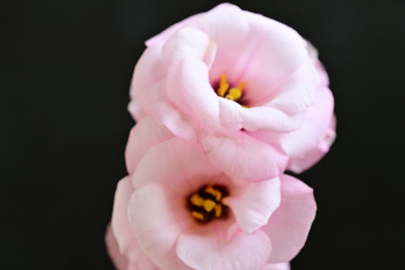 Beautiful pink eustoma flowers on black background, close upの写真素材
