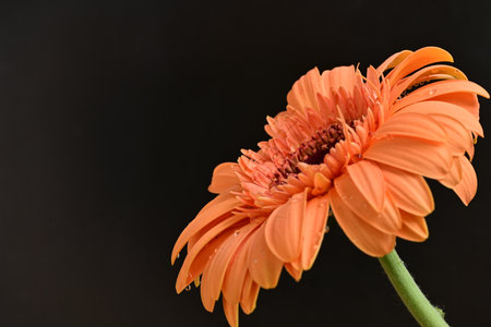 Orange gerbera flower isolated on black background. Closeup.