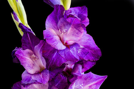 purple gladiolus on a black background close-up macroの写真素材