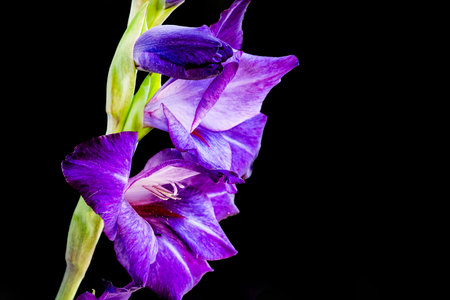 Purple gladiolus flower isolated on black background. Studio shot.の写真素材