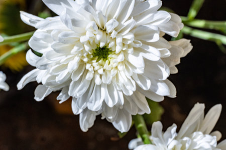 White chrysanthemum in the garden, close up.の写真素材