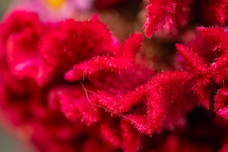 Celosia argentea flower in garden, stock photoの写真素材