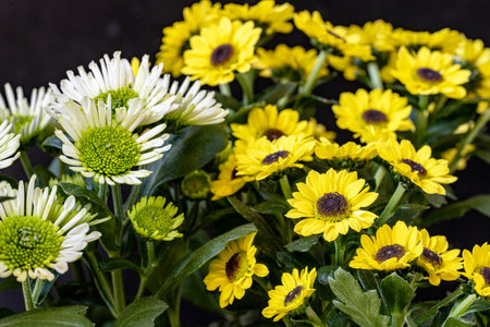 Beautiful yellow flowers on a black backgroundの写真素材