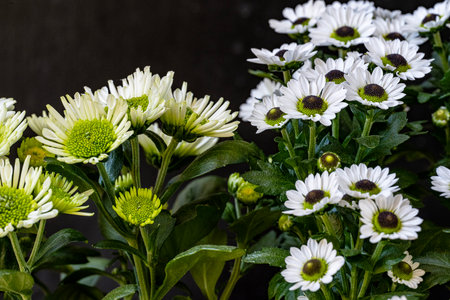 White chrysanthemum flowers with green leaves on dark background