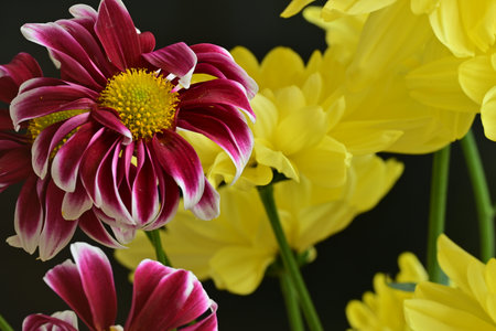 Dahlia and chrysanthemum flowers on black background