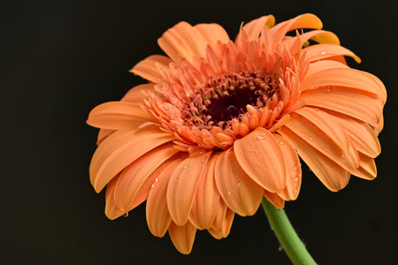 Orange gerbera flower isolated on black background, close-upの写真素材