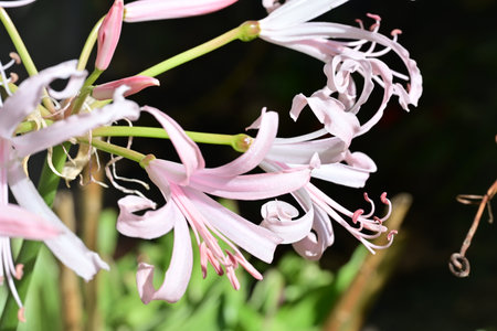 Beautiful pink lily flower, close-up, macro photographyの写真素材