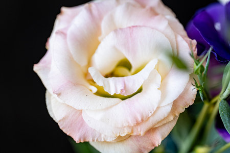 Close up of pink and white eustoma flower on black backgroundの写真素材