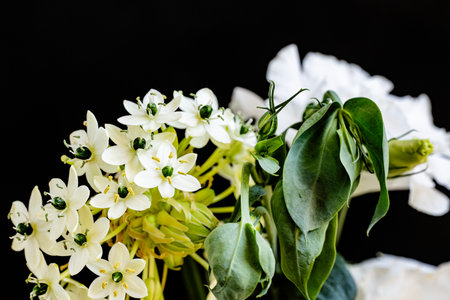 White flowers on a black background. Shallow depth of field.の写真素材