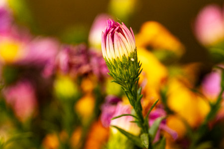 Colorful autumn flowers in the garden, Thailand. Selective focus.の写真素材