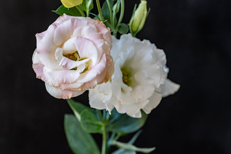 Beautiful eustoma flowers on black background, close-upの写真素材