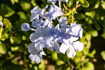 Plumbago auriculata is a flowering plant in the plumbago family.の写真素材