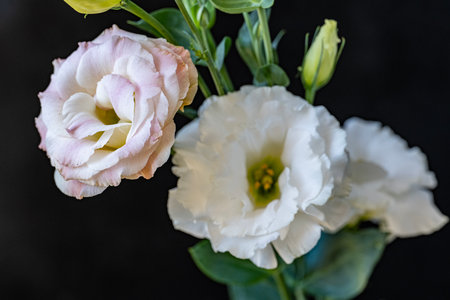 Bouquet of eustoma flowers on a black background.の写真素材