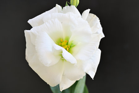 Beautiful white eustoma flower on black background, closeup
