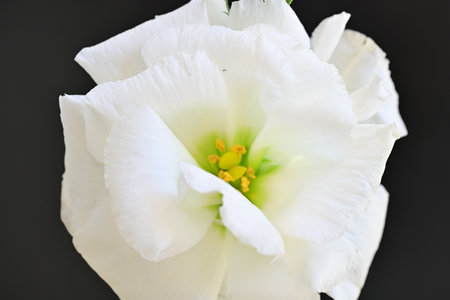 White flower on a black background, close-up, macro.の写真素材