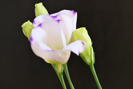 Beautiful eustoma flowers on black background, close-upの写真素材