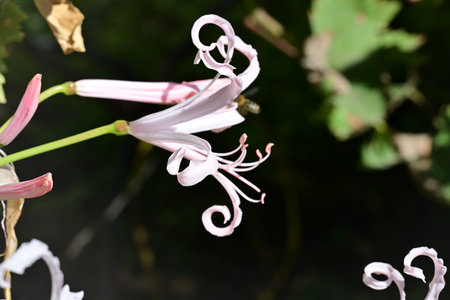 Close up of pink and white flowers with green leaves in the backgroundの写真素材