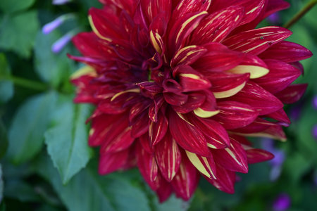 Close up of red dahlia flower in the garden at summerの写真素材