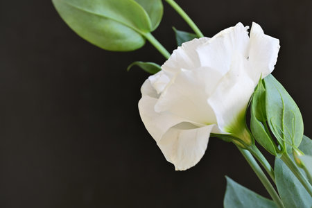 White rose on a black background with space for your text or imageの写真素材