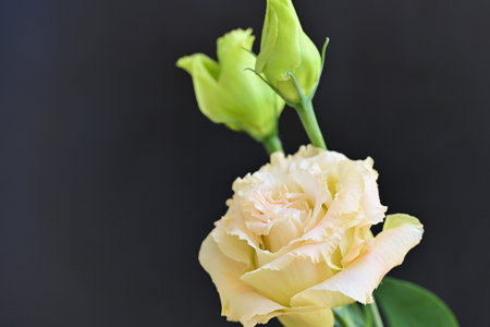 Beautiful yellow rose isolated on black background. Close up, selective focus.の写真素材