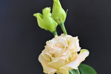 Close up of a yellow rose on a black background with copy spaceの写真素材