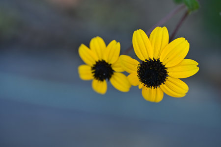 Black eyed Susan (Rudbeckia hirta)の写真素材