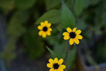 Black-eyed Susan (Rudbeckia fulgida)
