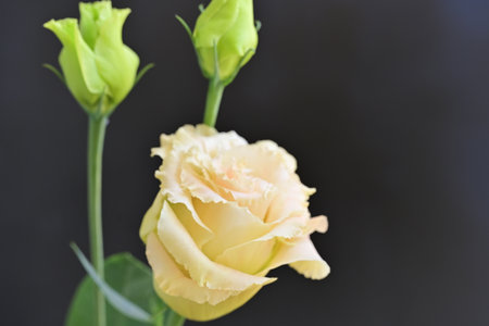 Yellow rose on black background with copy space for your text or designの写真素材