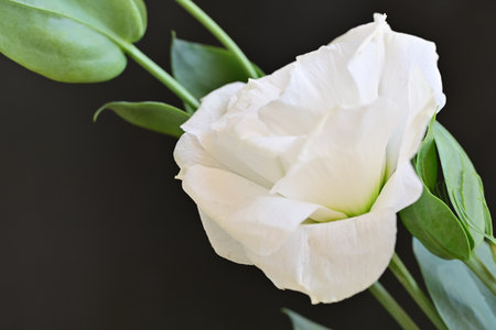 White tulip with green leaves on a dark background, close upの写真素材