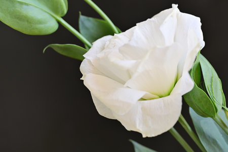 white rose on black background with copy space for your text or imageの写真素材