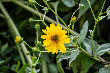 Yellow flower in garden, Thailand. (Helianthus annuus)