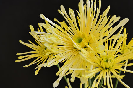Yellow chrysanthemum flowers on a black background close upの写真素材