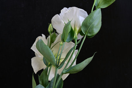 Beautiful white eustoma flowers with green leaves on black backgroundの写真素材