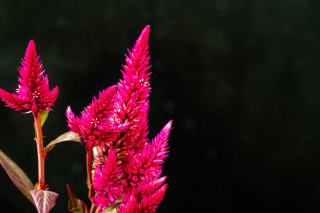 Beautiful pink celosia flower on black background with copy spaceの写真素材