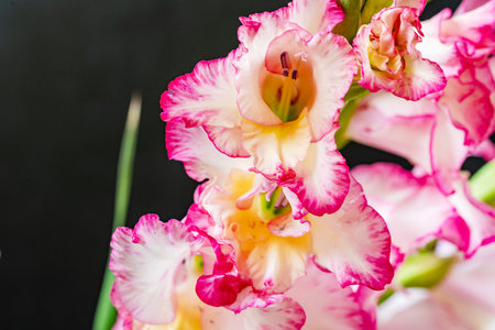 Bouquet of gladiolus flowers on a black background.の写真素材