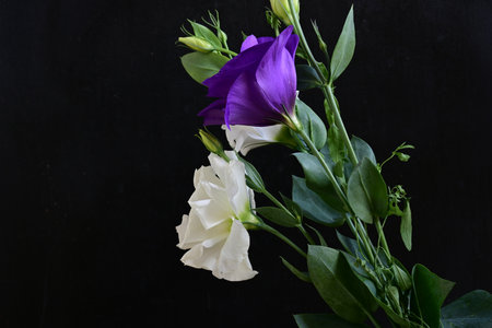 Beautiful flowers on black background. Studio shot.の写真素材