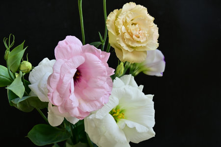 Beautiful bouquet of eustoma flowers on a black backgroundの写真素材