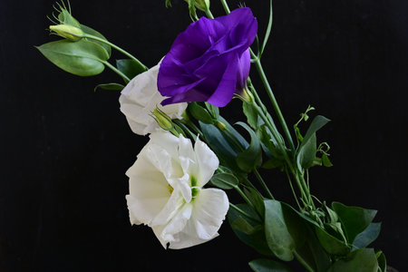 Beautiful flowers on black background. Studio shot.の写真素材