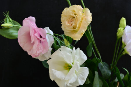 bouquet of eustoma, eustoma, lisianthusの写真素材