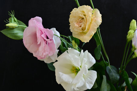 Bouquet of eustoma flowers on a black background.の写真素材