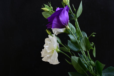 Bouquet of flowers on a black background.の写真素材