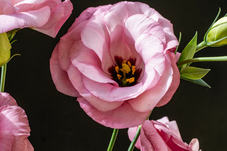 Beautiful pink eustoma flowers on black background, close upの写真素材