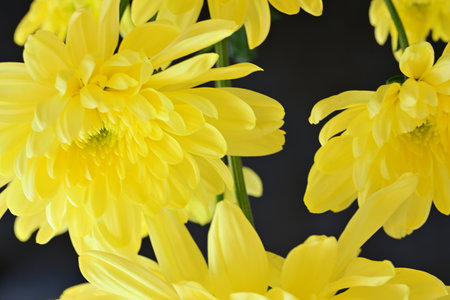 Yellow chrysanthemum flowers on black background, closeupの写真素材