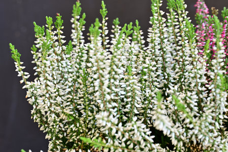 Calluna vulgaris, calluna vulgaris, heather plantの写真素材