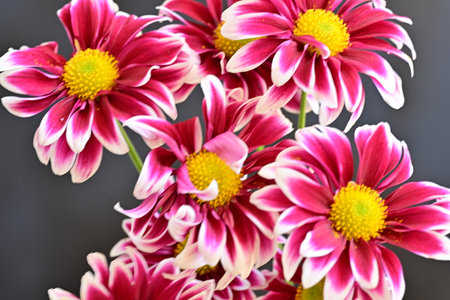 Close up of pink chrysanthemum flowers with yellow center