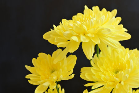 Yellow chrysanthemum flowers on black background, close upの写真素材