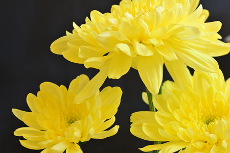 Yellow chrysanthemum flowers on black background, closeupの写真素材